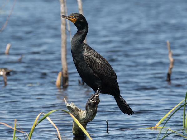 Geoorde aalscholver (Phalacrocorax auritus)